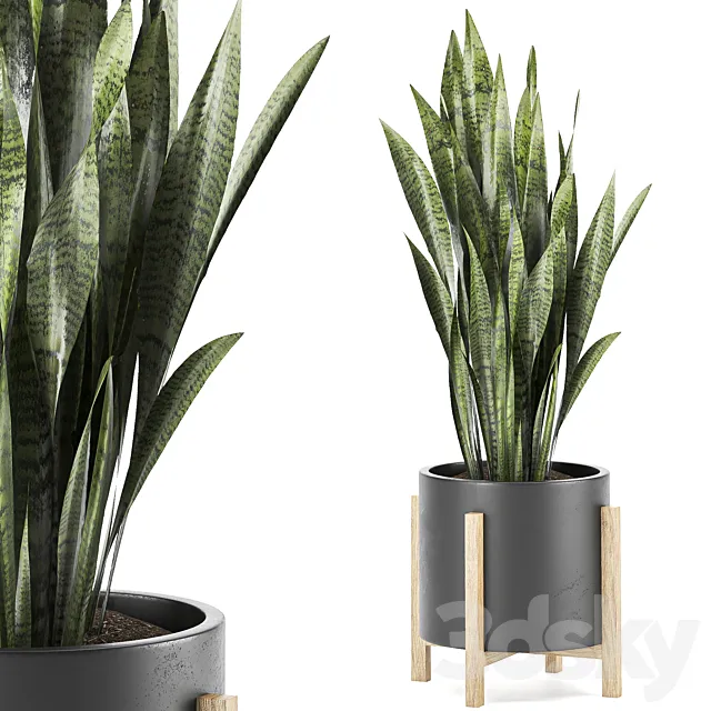 Sansevieria 3dsMax Model