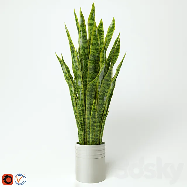 Sansevieria “snake plant” “Teschin language” 3DS Max Model