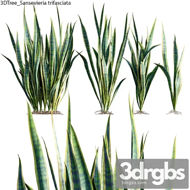 Sansevieria trifasciata 01