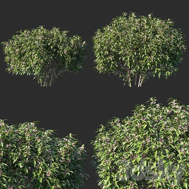 Sarcococca hookeriana Tree 02 3ds Max