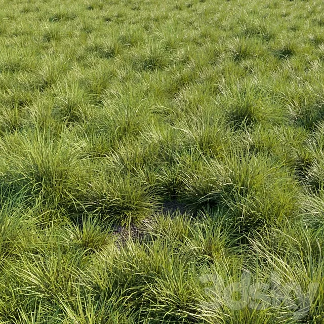 Saw-sedges grass 3DS Max Model