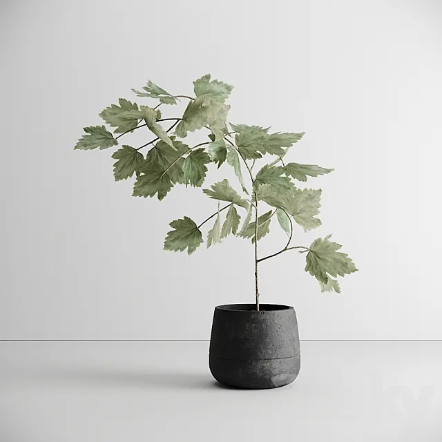 Scandinavian Plant 3ds Max