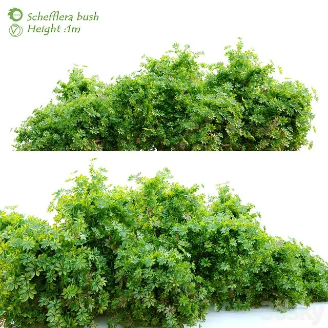 Schefflera bush 3dsMax Model