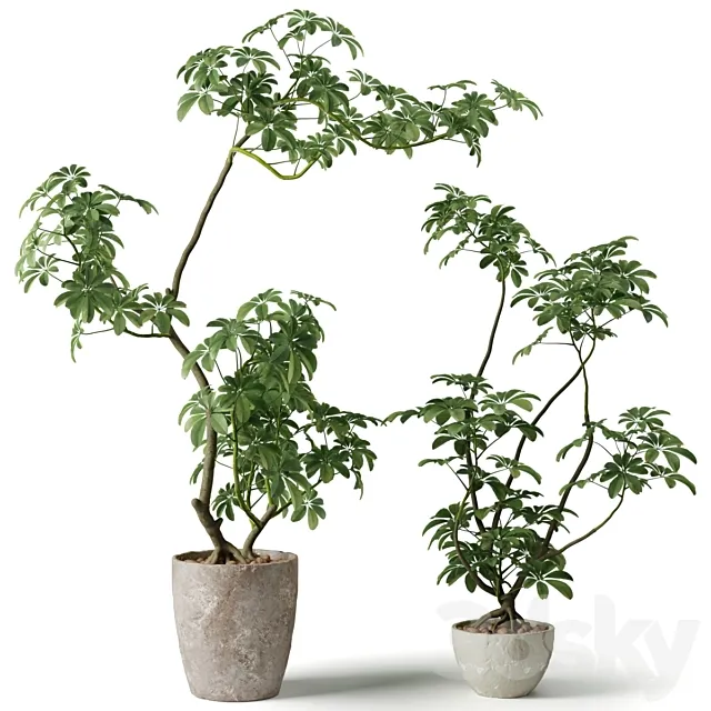 Schefflera houseplant 3ds Max