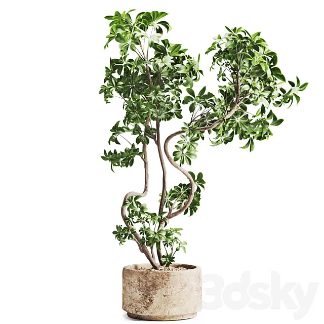 schefflera plant in Stone Pot 3ds Max