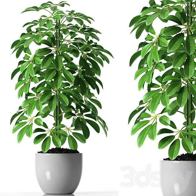 SCHEFFLERA PLANTS 35 3DSMax File