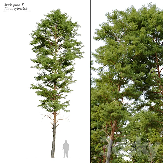 Scots pine 3 3ds Max