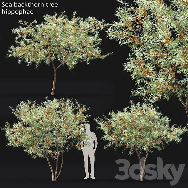 Sea Buckthorn | Hippophae # 1 3ds Max