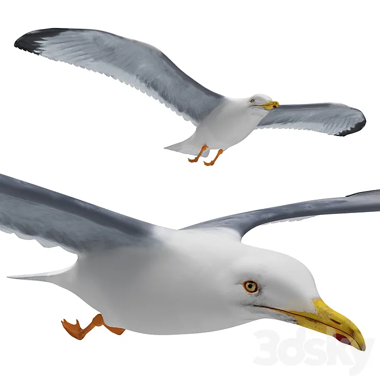 Seagull in flight 3DS Max