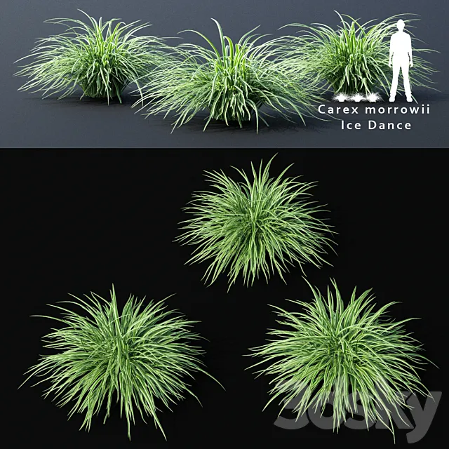 Sedge morrova | Carex morrowii Ice Dance ornamental grass 3DS Max Model