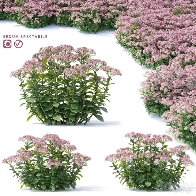 Sedum prominent Flowers 3dsMax Model