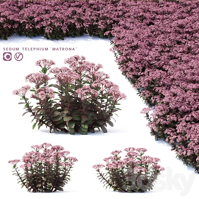 Sedum stonecrop flowers | Sedum telephium matrona 3ds Max