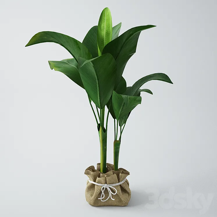 Seedling of bananas 3DS Max