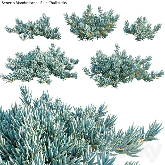 Senecio Mandraliscae – Blue Chalksticks – 01 3DS Max Model