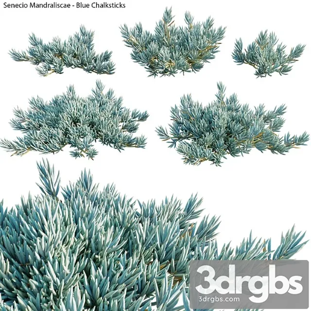 Senecio mandraliscae – blue chalksticks – 01