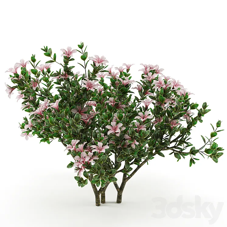 Serissa foetida flora 3DS Max