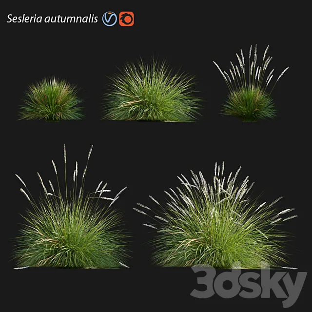 Sesleria autumnalis | Autumn moor grass 3DSMax File