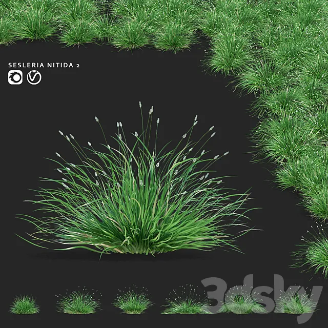 Sesleria brilliant ornamental grasses | Sesleria nitida 2 3ds Max