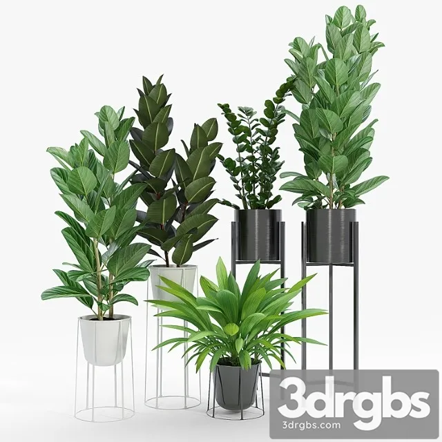 Set ficus