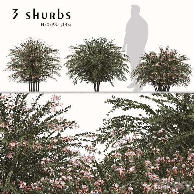 Set of Abelia grandiflora Plants (Pearl Acacia) (3 Shrubs) 3dsMax Model