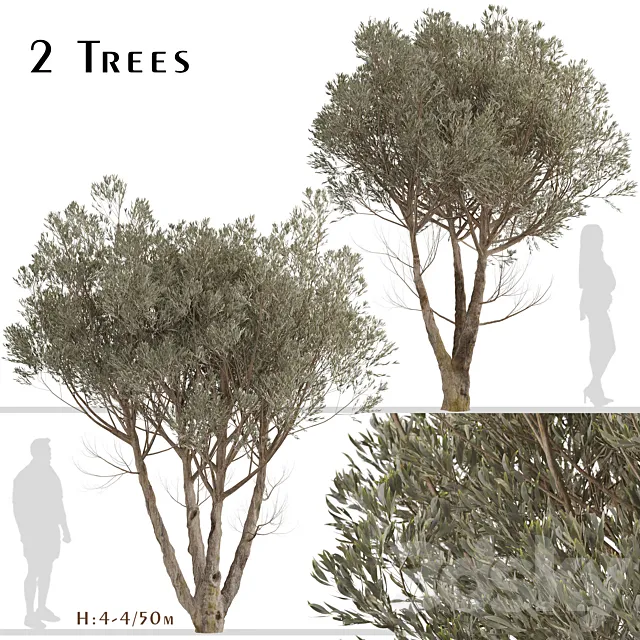 Set of Acacia Aneura Trees (True Mulga) (2 Trees) 3ds Max