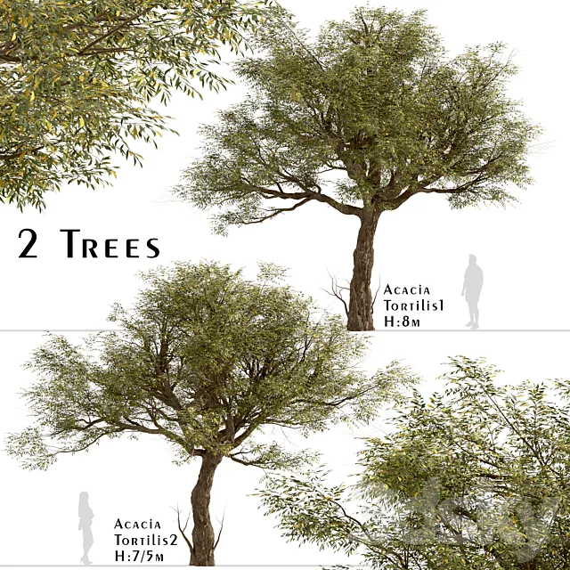 Set of Acacia Tortilis Trees (Vachellia tortilis) (2 Trees) 3ds Max