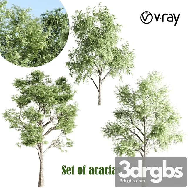 Set Of Acacias Vray 3dsmax Download