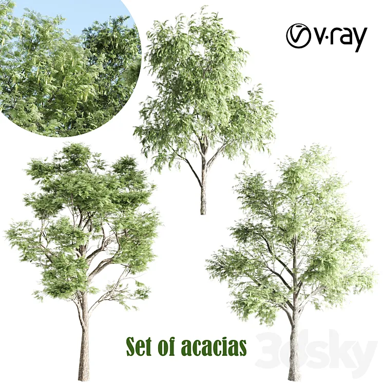 set of acacias-vray 3DS Max