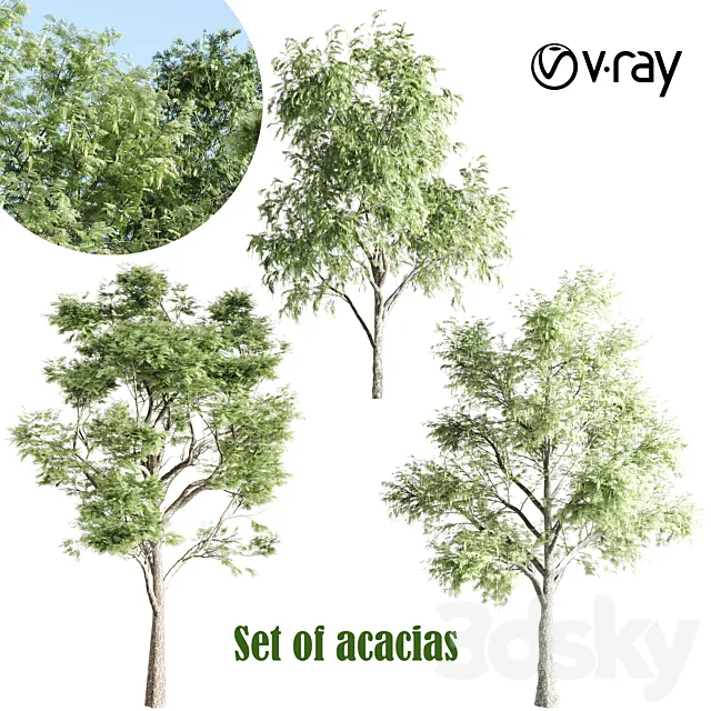 set of acacias-vray 3DSMax File