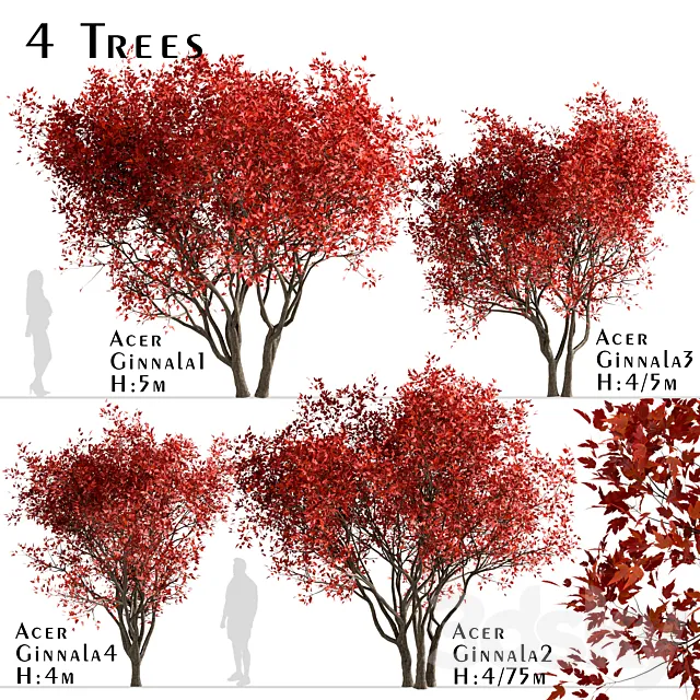 Set of Acer Ginnala Trees (Amur Maple) (4 Trees) 3ds Max