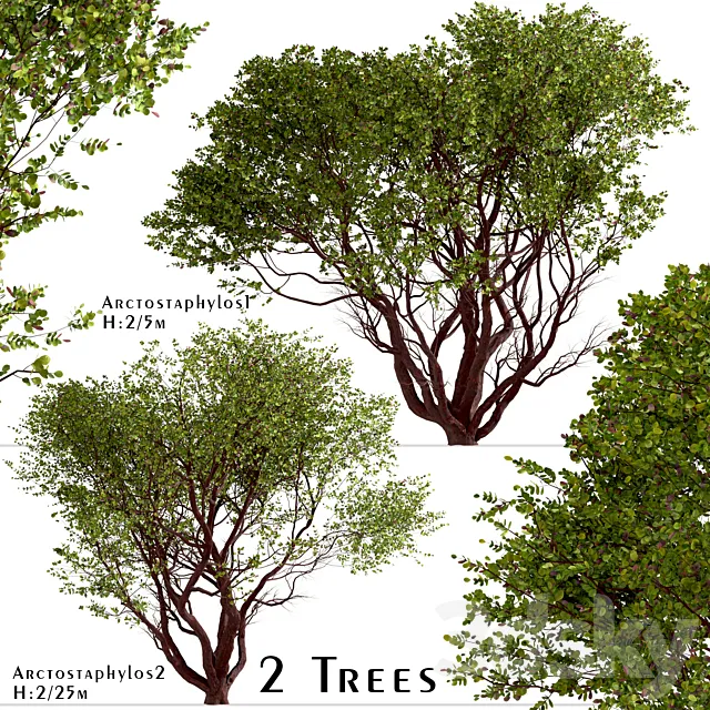 Set of Arctostaphylos Trees (Manzanita) (2 Trees) 3ds Max