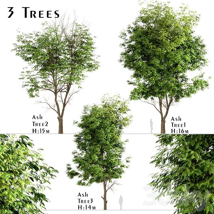 Set of Ash Trees (Fraxinus) (3 Trees) 3DS Max