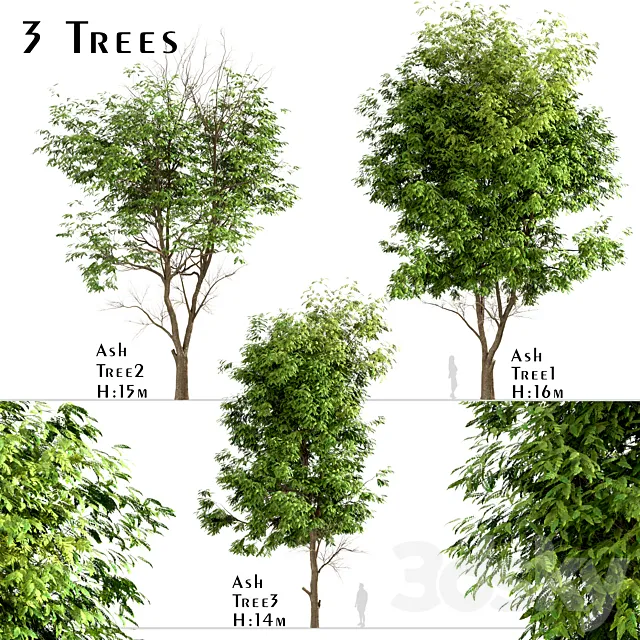 Set of Ash Trees (Fraxinus) (3 Trees) 3DSMax File