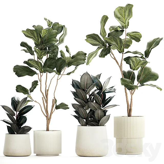 Set of beautiful trees in pots Ficus lyre Ficus Lyrata and Ficus elastica Ficus Robusta. 1244 3ds Max