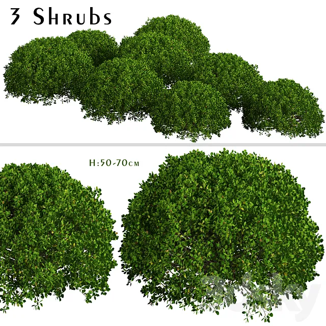 Set of Boxood Shrubs (Buxus) (3 Shrubs) 3ds Max