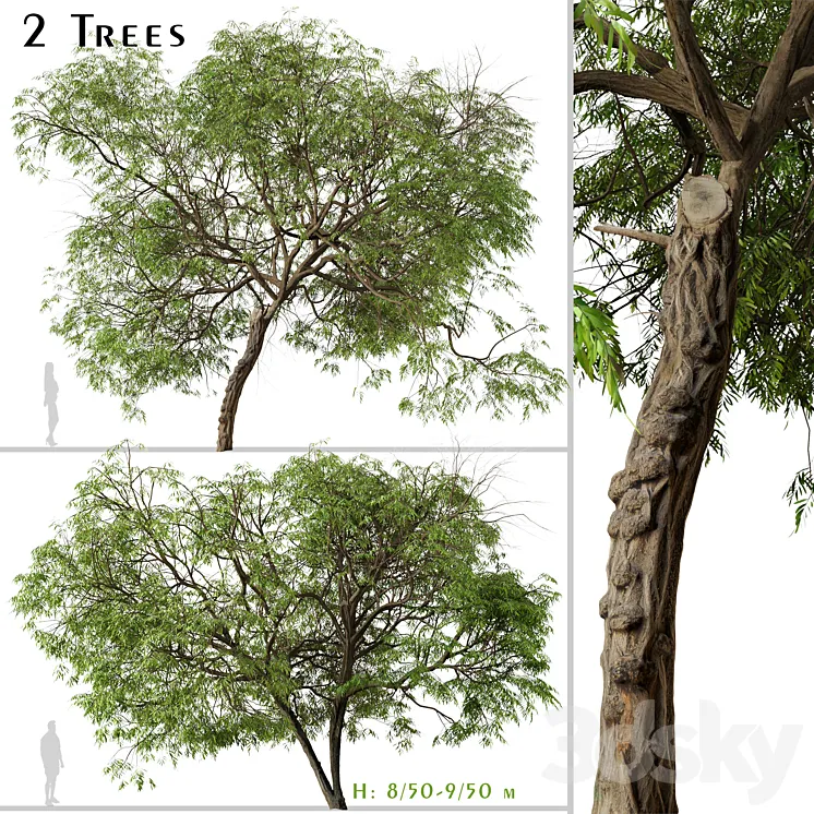 Set of Brazilian Pepper Tree (Schinus terebinthifolia) (2 Trees) 3DS Max
