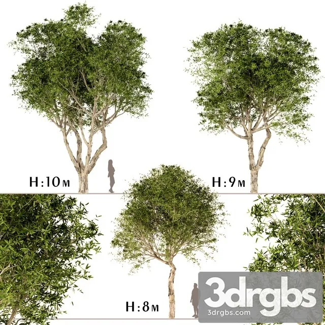 Set of Broad Leaved Paperbark Trees 3dsmax Download