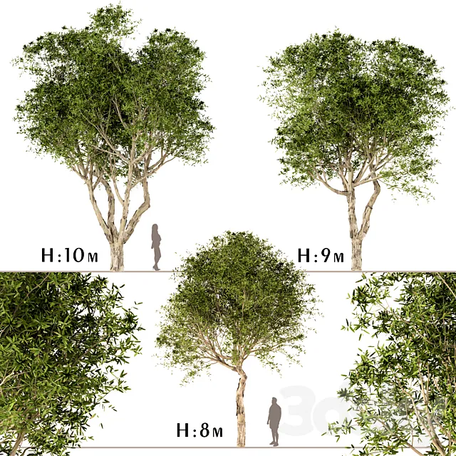 Set of Broad Leaved Paperbark Trees (Melaleuca Quinquenervia) (3 Trees) 3DS Max Model