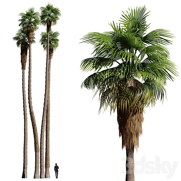 Set of California fan palm trees (Washingtonia palms) 3DS Max