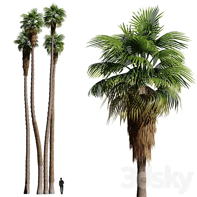 Set of California fan palm trees (Washingtonia palms) 3DSMax File