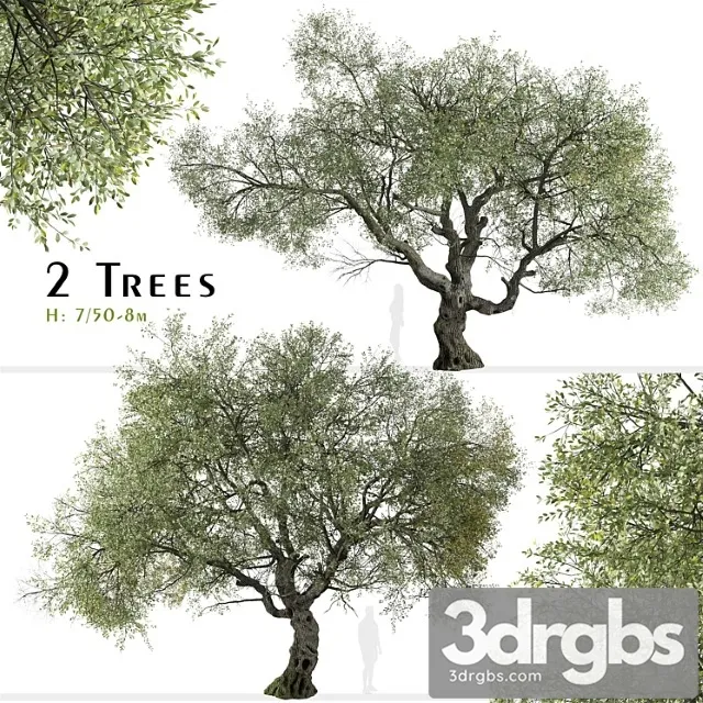 Set of canyon live oak tree (quercus chrysolepis) (2 trees)