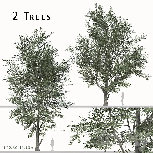 Set of Celtis Koraiensis Tree (Korean hackberry) (2 Trees) 3DS Max Model