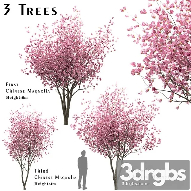 Set Of Chinese Magnolia Trees Saucer Magnolia 3 Trees 3dsmax Download