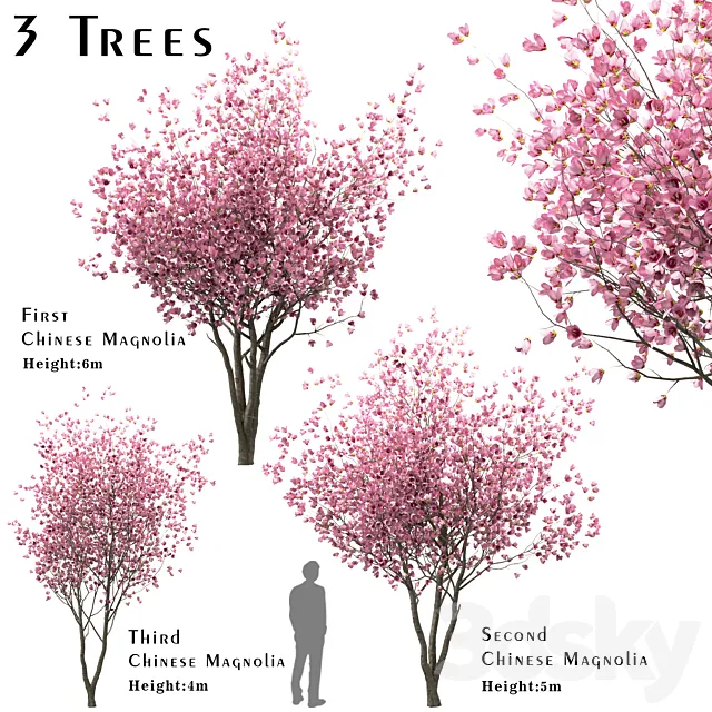 Set of Chinese Magnolia Trees (Saucer Magnolia) (3 Trees) 3DS Max Model