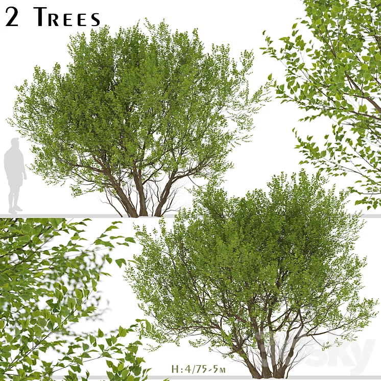 Set of Common Hazel Trees (Corylus avellana) (2 Trees) 3DS Max