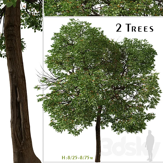 Set of Cordia sebestena Tree ( Geiger tree ) (2 Trees) 3ds Max