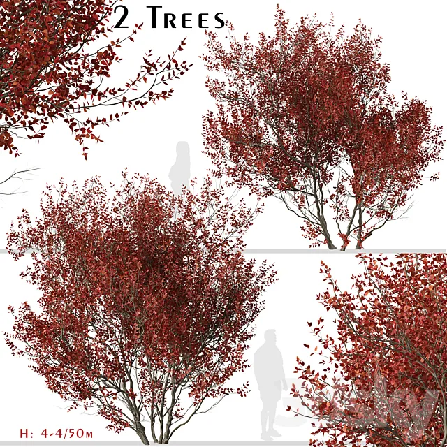 Set of Cotinus Grace Trees (Smoke Tree) (2 Trees) 3DS Max Model