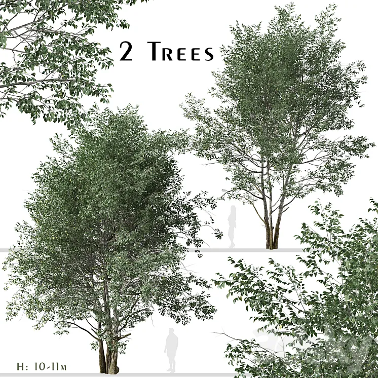 Set of Downy Birch Trees (Betula pubescens) (2 Trees) 3DS Max