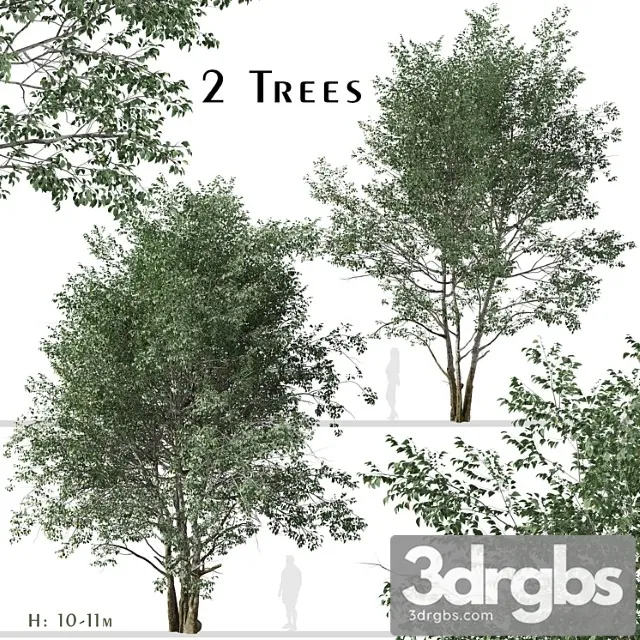 Set of downy birch trees (betula pubescens) (2 trees)