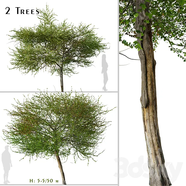 Set of English Hawthorn Tree (Crataegus monogyna) (2 Trees) 3ds Max